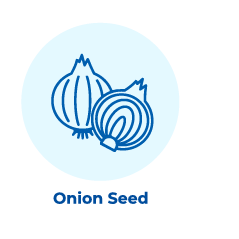 Onion Seed